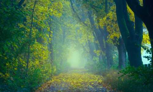 Ritualuri de Dimineață pentru un Început de Zi Perfect