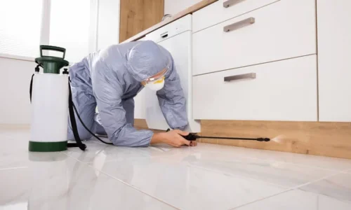 Firmă de deratizare și dezinsecție cu experiență în București