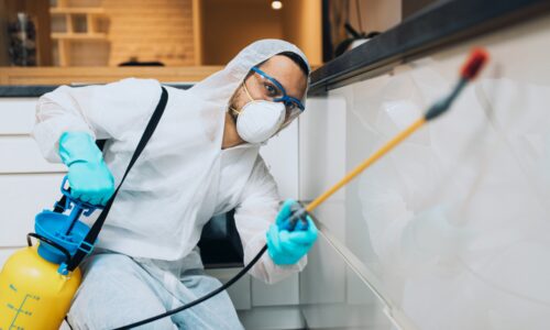 Soluții eficiente pentru deratizare: Cum o firmă DDD profesională poate proteja spațiile tale