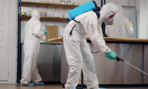 Soluții eficiente pentru combaterea dăunătorilor: Serviciile oferite de o firmă de deratizare profesionistă