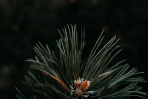 Photo karmic connection