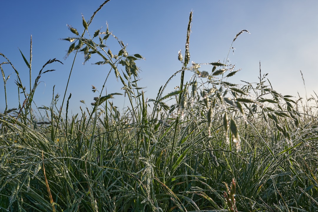 Photo monitoring temperatures and humidity of crops