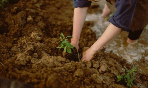 Cum să folosești plante companion pentru recolte mai bune