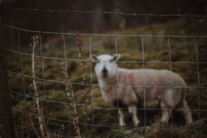 Photo Slow Living