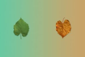 Photo transformations